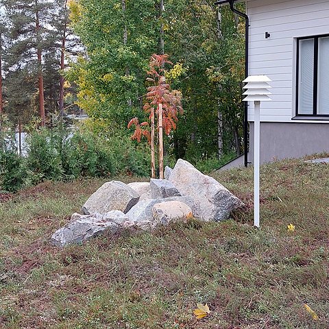Tuurenpihlaja tuijat luonnonkivet kuntta